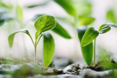 this is the image of seedlings growing out of soil